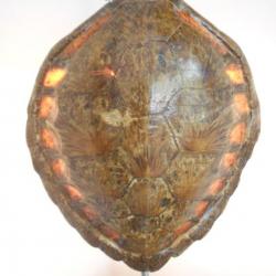 carapace de tortue luminaire (art ancien) 1930