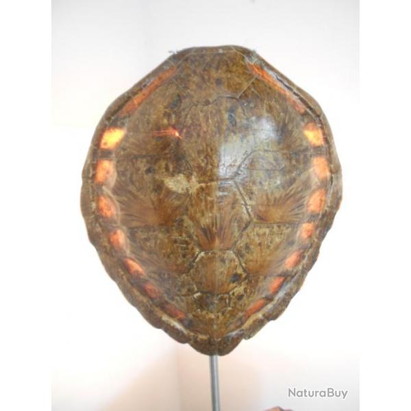 carapace de tortue luminaire (art ancien) 1930