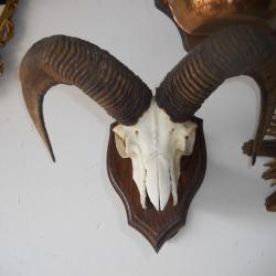 crane de mouflon sur socle ( valeur du socle 50 euros )