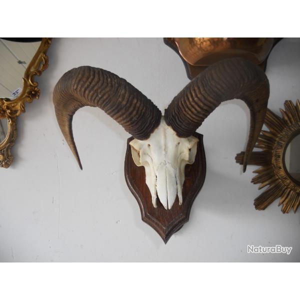 crane de mouflon sur socle ( valeur du socle 50 euros )