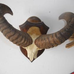 crane de mouflon sur socle ( valeur du socle 50 euros ) 1