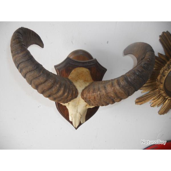 crane de mouflon sur socle ( valeur du socle 50 euros ) 1