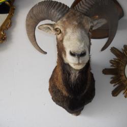 trophée de mouflon longueur des cornes 45 cm bien regarder les photos