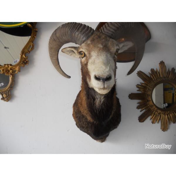 trophe de mouflon longueur des cornes 45 cm bien regarder les photos