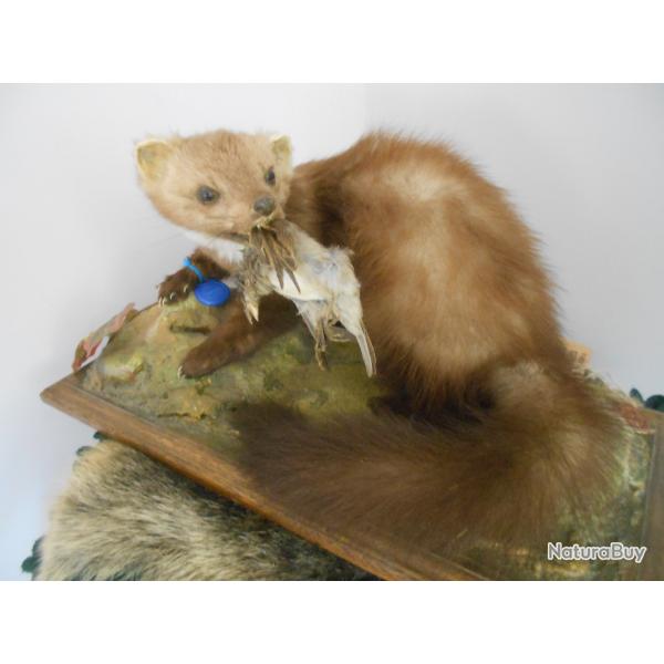 taxidermie de martre en chasse   1930