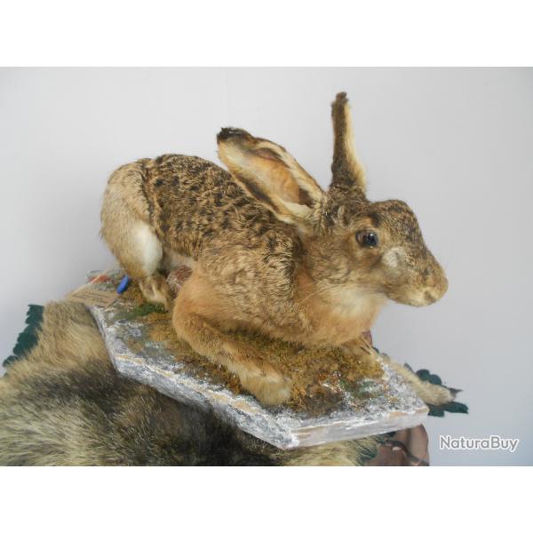 taxidermie de livre  1930