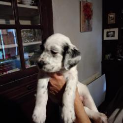 vends chiots setter anglais