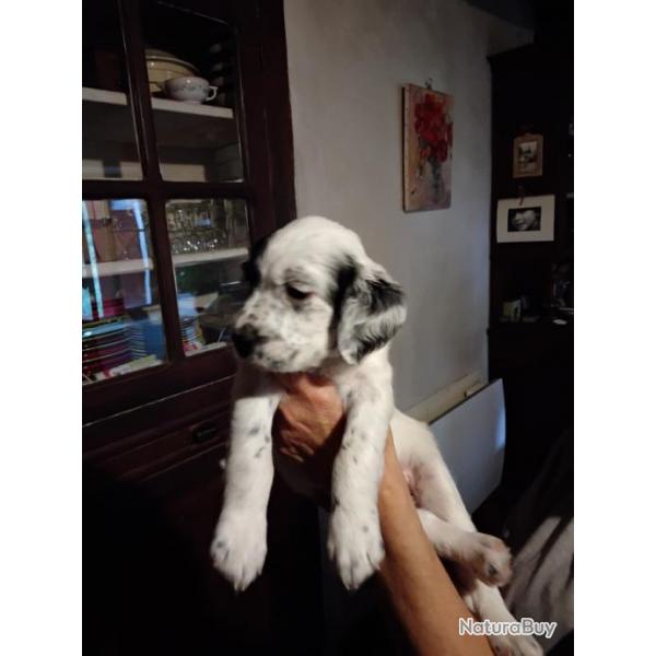 vends chiots setter anglais