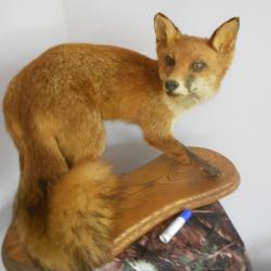 taxidermi de renard roux (expo musé) lyon