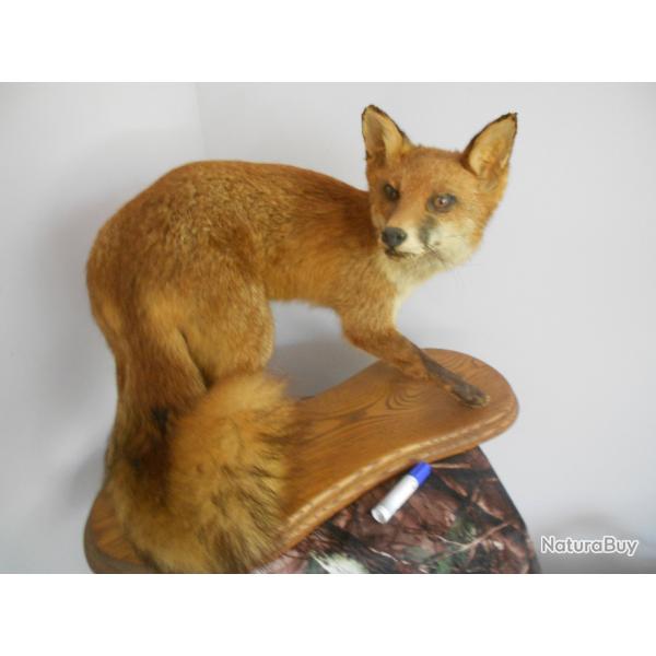 taxidermi de renard roux (expo mus) lyon