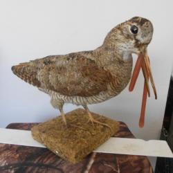 taxidermie de Bécasse