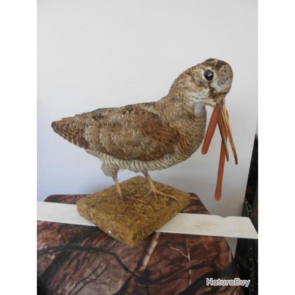 taxidermie de Bcasse