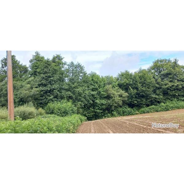 parcelle bois  vendre feuillus naturel (vergnes)