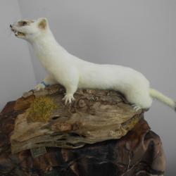 taxidermie  hermine hiver  Musé 1930