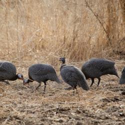 Séjour Petite Chasse au Sénégal, Gouloumbou