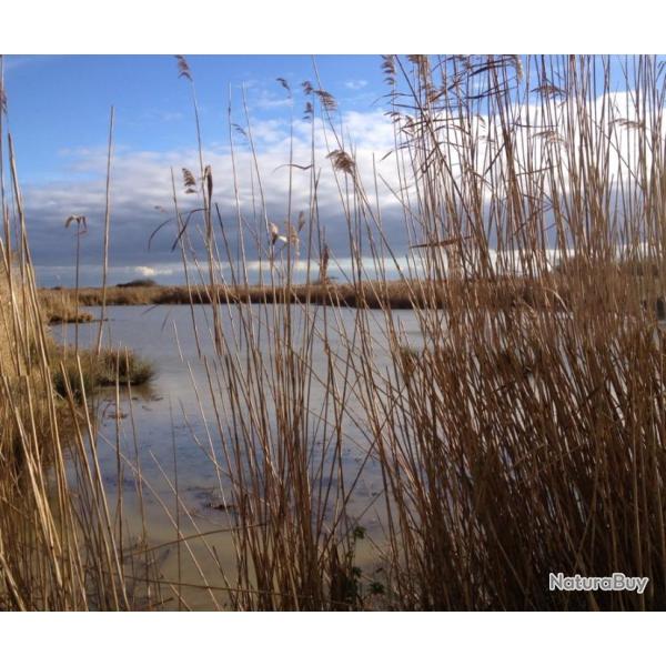 Vends Belle longre, au coeur du marais breton venden, avec tang environ 1ha pour chasse canards