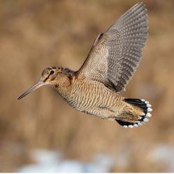 Action chasse petits gibiers montagne