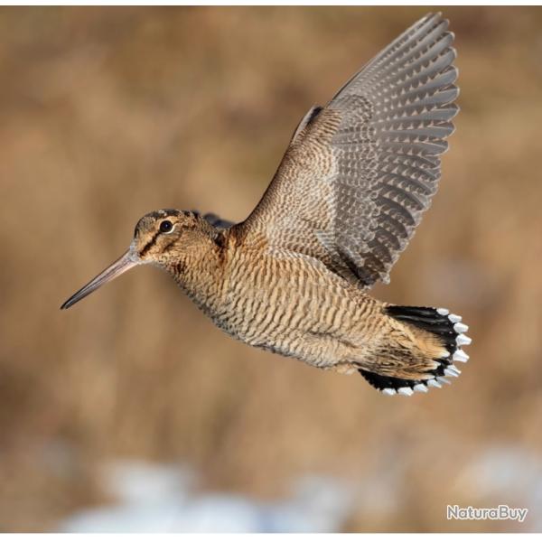 Action chasse petits gibiers montagne