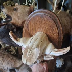 Trophée "museau" de phacochère #1