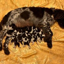 CHIOTS WACHTELHUND "des forêts du sud chalonnais" 71