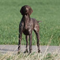 Vends chiens d'arrêt LOF CAUSE RETRAITE