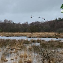 CHASSE A LA BECASSE EN BRETAGNE