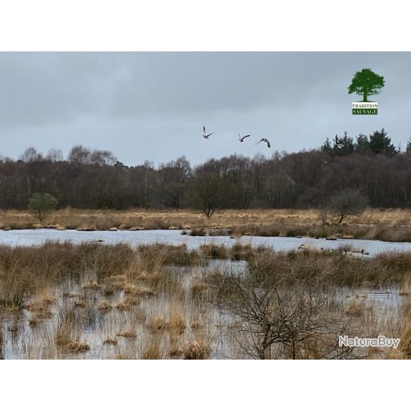 CHASSE A LA BECASSE EN BRETAGNE