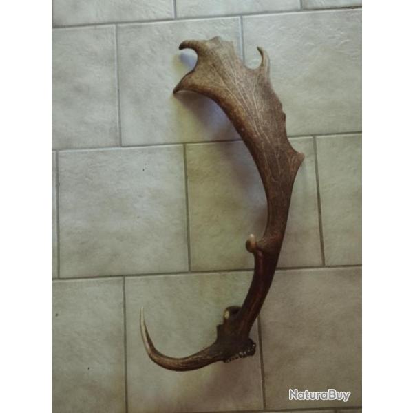 1 BOIS DE DAIM 71CM CHASSE CERF