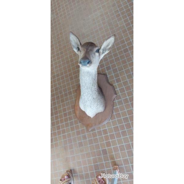 Taxidermie biche, buffle et antilope cheval