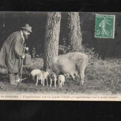 en périgord l'apprentissage tout le monde travaille, cochons truffiers carte postale ancienne, truie