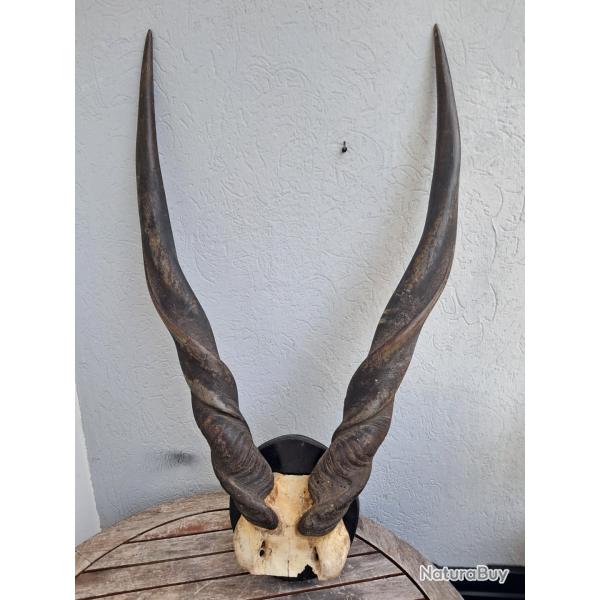 Trophe d'Eland de Derby ; Taurotragus derbianus