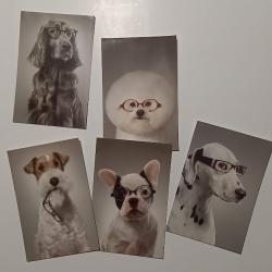 Lot de 5 cartes postales grand optical sur le thème des chiens