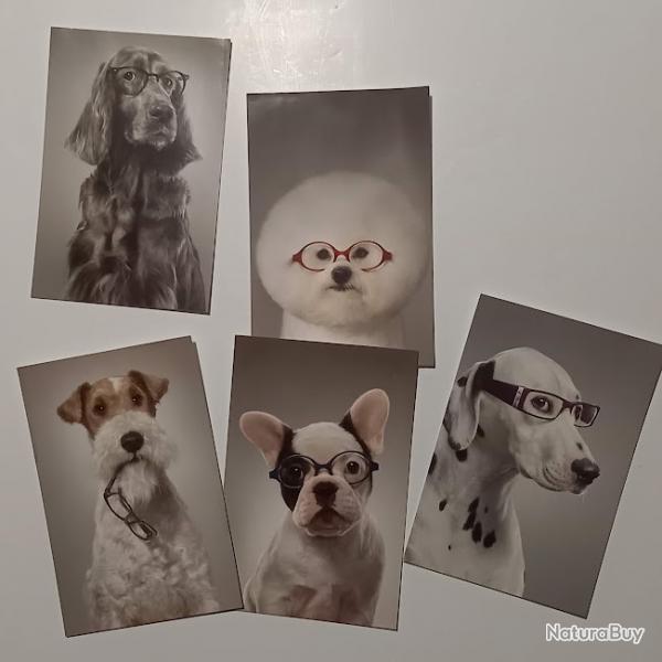 Lot de 5 cartes postales grand optical sur le thme des chiens