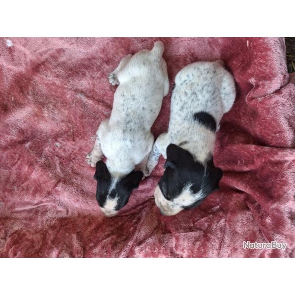 chiots braque d'Auvergne