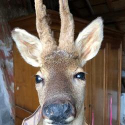 taxidermie tête de chevreuil