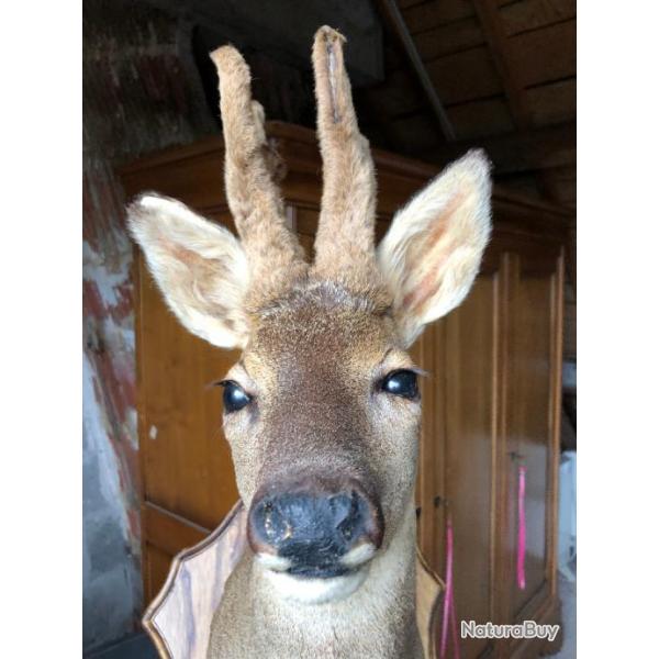 taxidermie tte de chevreuil