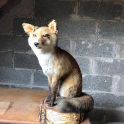 taxidermie renard assis