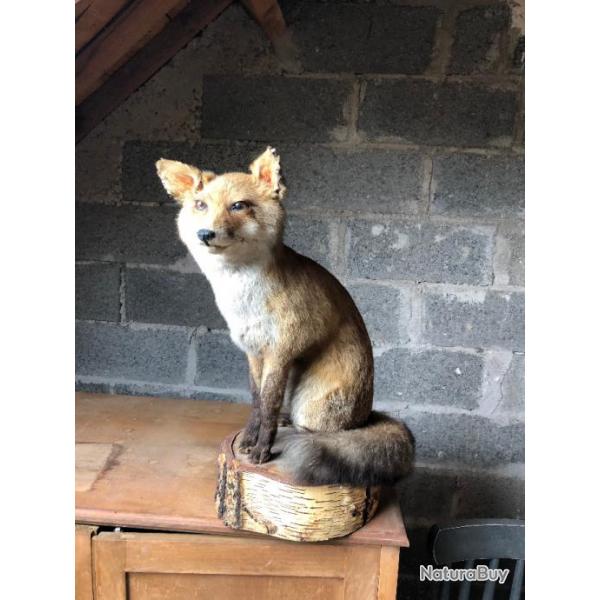 taxidermie renard assis