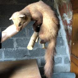 taxidermie martre sur une branche