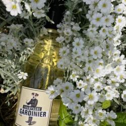 Champagne GARDINIER Blanc de Blancs