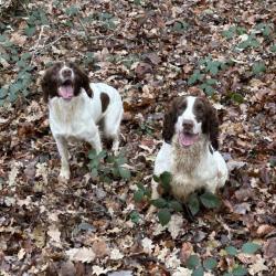 SPRINGER ANGLAIS CHIOTS et CHIENS PRET à CHASSER LOF