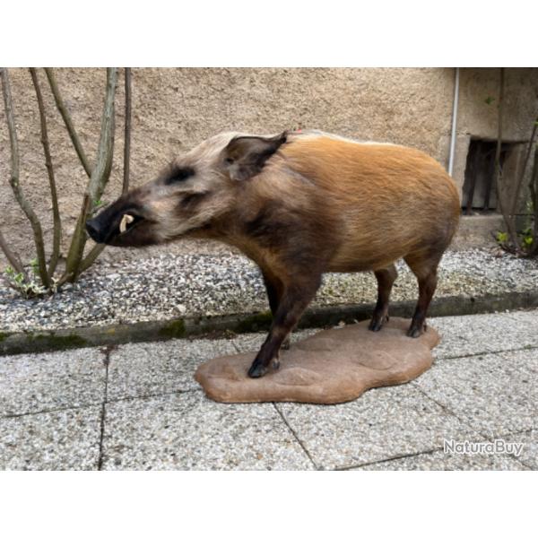 Taxidermie d'un potamochre roux Potamochoerus porcus