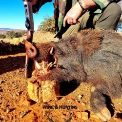 Le royaume du sanglier " le Maroc "