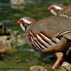 Chasse à la perdrix en Espagne