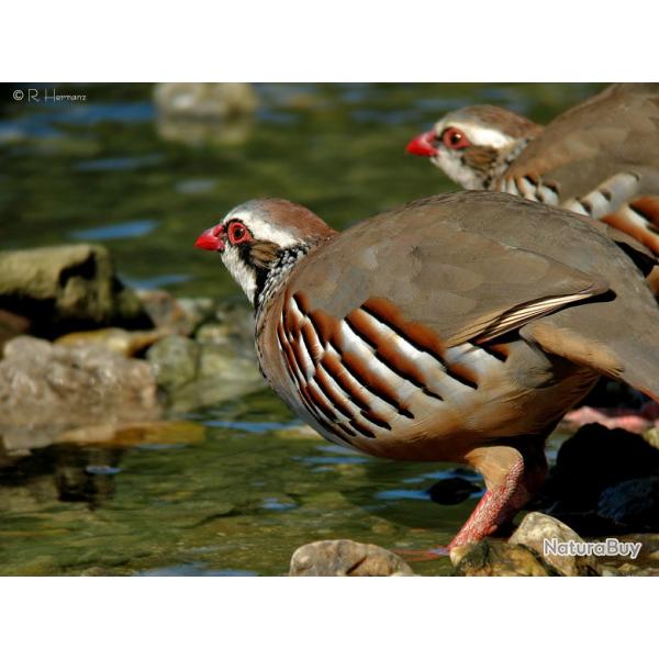 Chasse  la perdrix en Espagne