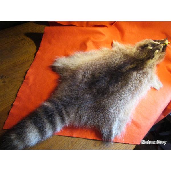 TAXIDERMIE SUPERBE PEAU DE RATON LAVEUR direct du CANADA QUEBEC trappeur costume mdival