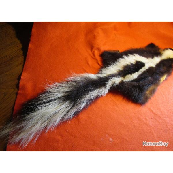 TAXIDERMIE SUPERBE PEAU DE MOUFETTE en direct du CANADA QUEBEC trappeur deco costume mdival