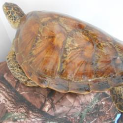 taxidermie de tortue verte 1930 Musé