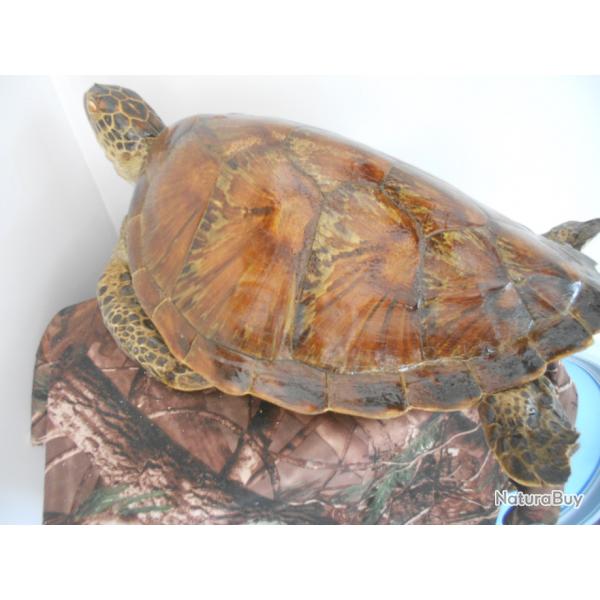 taxidermie de tortue verte 1930 Mus(pas d'offres)