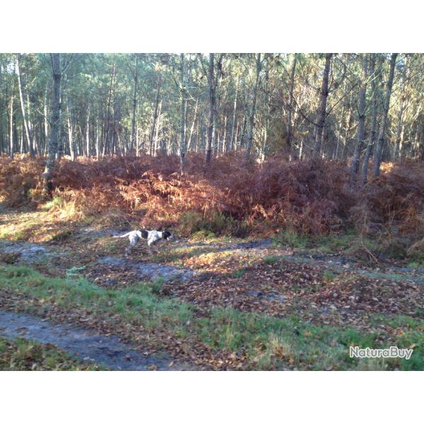 Journe chasse Petit Gibier dans les LANDES